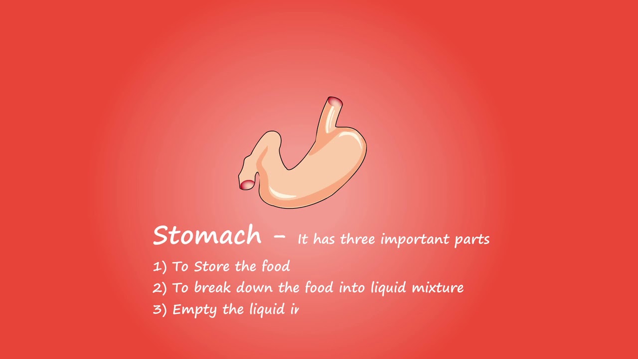 Human stomach and function with part,stomach anatomy with hd diagram