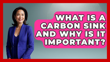 What Is A Carbon Sink And Why Is It Important? - Explaining Ecology