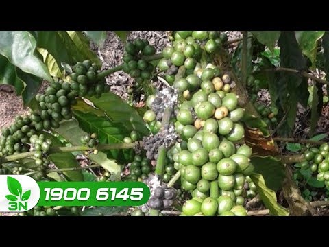 Video Rệp muội hại cây cà phê: Cách diệt và trị triệt để - youtube