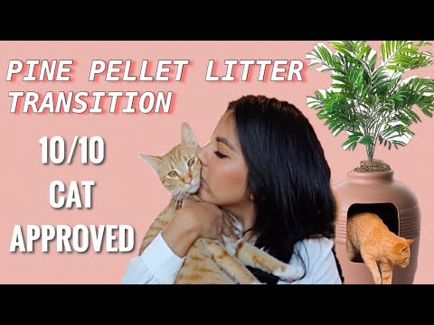 DIY W/ Me: Hidden Cat Litter Box W/ Pine Pellets | Transition And Review