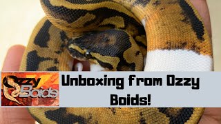 Unboxing Snakes From Ozzy Boids!! #Ozzyboids