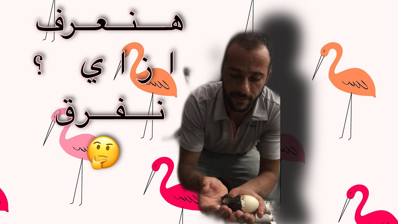 تفريخ بيض البط 🥚🦆-Hatching duck eggs👍