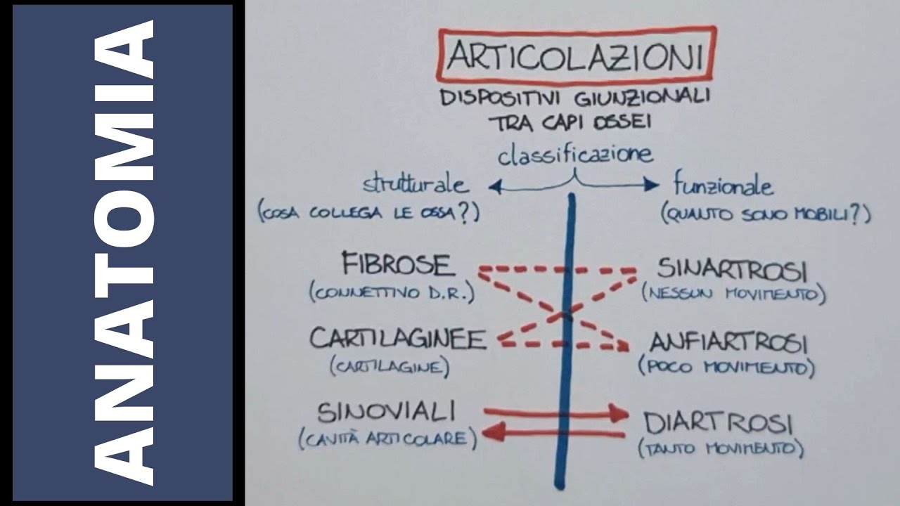 Come sono fatte le articolazioni