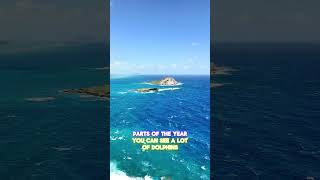 Makapu’u Lighthouse Trail #hawaii #hiking #oahu #travel #vlog #hawaiilife #alohaadventure #alohalife