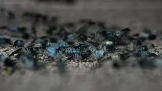 Креветка аквариумная Черный Рили - Neocaridina heteropoda sp. Rili Black