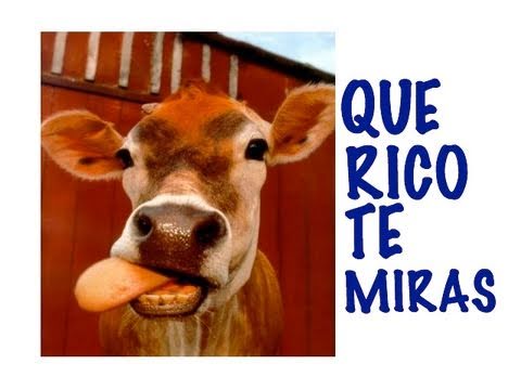 ME MORDIO UNA VACA