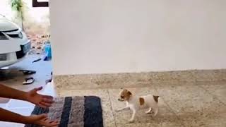 #shorts#chihuahua#puppy#worldsmallestdog#tiktokvirals#kerala#pets