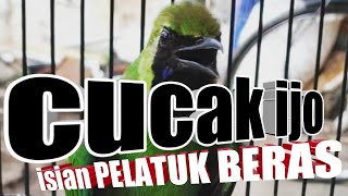 Ngeriiii cucak ijo isian pelatuk beras panjang-panjang✅langsung dengerin