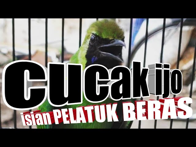 Ngeriiii cucak ijo isian pelatuk beras panjang-panjang✅langsung dengerin class=