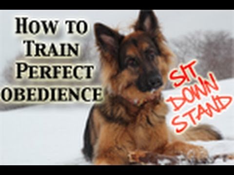 How To Teach Any Dog PERFECT Obedience! (Sit,Down,Stand)