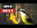 Canto do bem te vi verdadeiro 2022 | triste-vida, bentevi, bem-te-vi-de-coroa, tiuí, teuí, tic-tiui