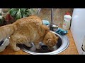 Ginger cat pissing in the sink / Подловили кота, писяющего в мойку