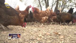 Kanatlı Alemi-Lohman Brown ve Ataks Tavuklar Birlikte Yaşar mı?