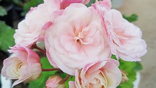 Geranium 17.3.2024 mizoramah  #geranium #flowers #aizawl #mizoram #beautiful #best