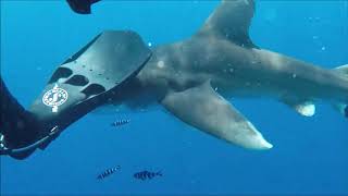 Fight with an aggressive longimanus shark