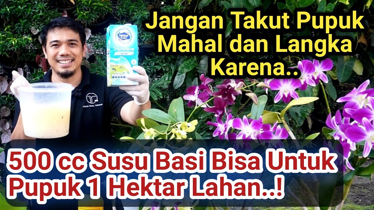 Cara membuat pupuk dari susu, Cara agar tanaman subur, Cepat besar, Cepat berbuah dan lebat Buahnya!