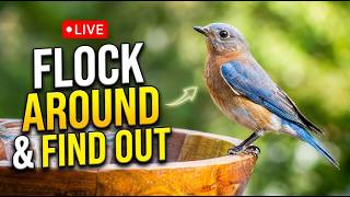 Flock Around & Find Out - LIVE