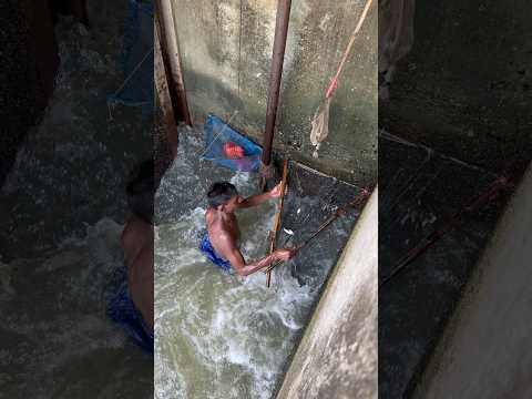 Hardworking Man Fish Catching In Flood Water #fishing #shorts
