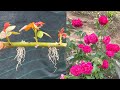 Try planting rose branches | How to grow roses with branches