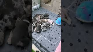 Embrace The Joy Of French Bulldogs In Your Life