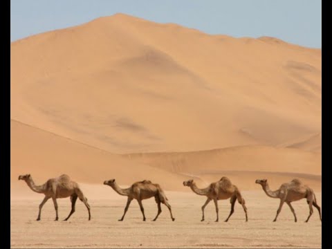 وجودي وجود ألي حداه الشبك My Existence Limited By Protect