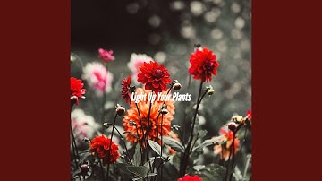 Vivacious Moods for Chasing Perfection