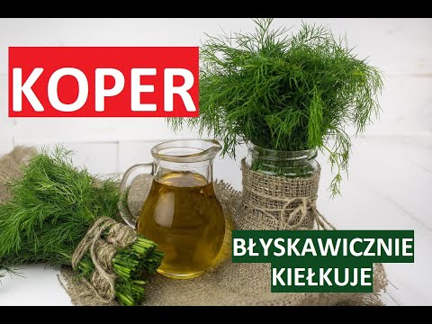 KOPER - BŁYSKAWICZNIE