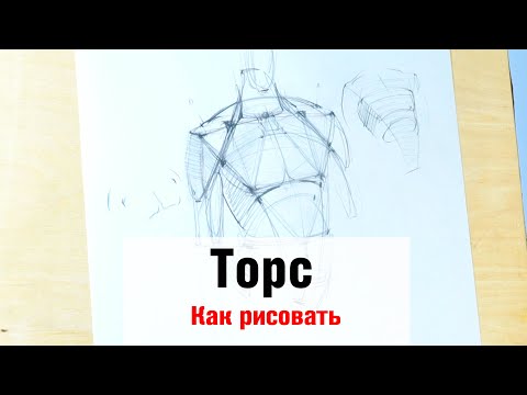 Видео: Как да нарисувате торса