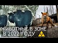 Чернобыль 2022 Какие животные есть в Зоне Отчуждения и заброшенном городе Припять