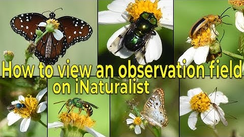 How to view observation field data on iNaturalist: Flower associations