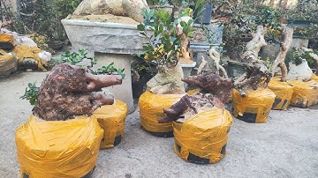 Chiều 6.12 Zalo 0359540980 gl cây cảnh các loại giá rẻ bao síp toàn quốc 