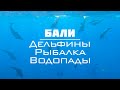 🐬 ДИКАЯ ПРИРОДА БАЛИ | Cтаи дельфинов | Морская рыбалка | Водопады | Балийский кофе