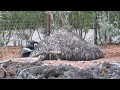 チューリッヒ動物園　夜のガイドツアー　エミュー（独語）　Zurich Zoo Night Guided Tour Emu （German）2019 0613