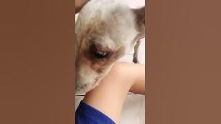 Bermain bersama Anjing Saya #2