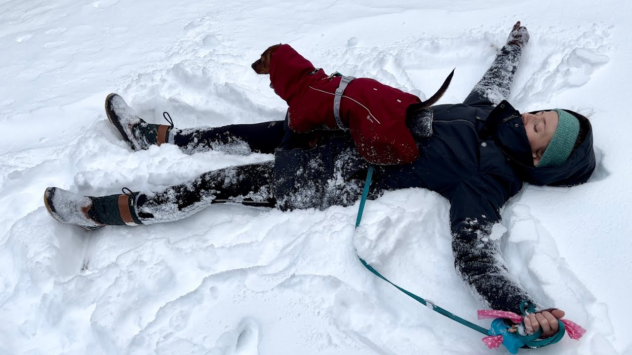 Mini dachshund plays in the snow! - YouTube