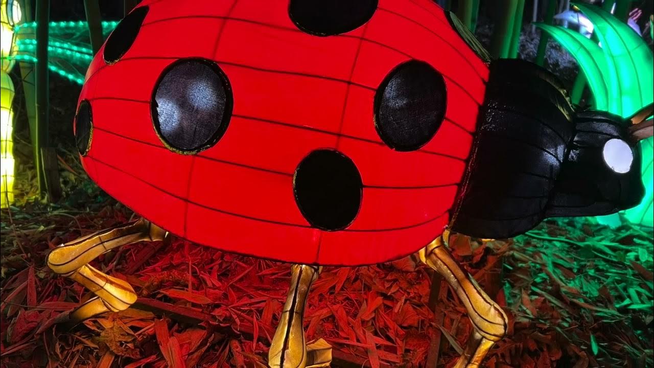 Knoxville Zoo Lights December 2022 YouTube