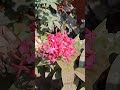 🍀दूरच्या रानात 🍀
