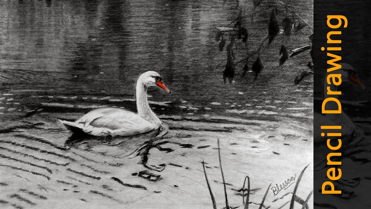 Swan drawing | Landscape drawing with pencil | Simple and realistic pencil drawing