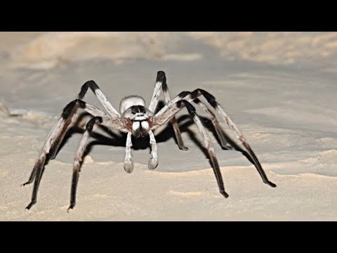 The World&rsquo;s BIGGEST Spiders
