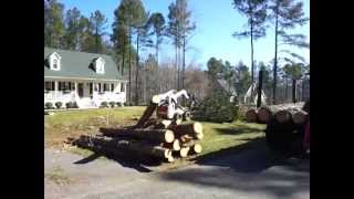 Bobcat bringing Pine tree top to wood chipper - Tree Removal Service in Raleigh, Wake Forest, NC