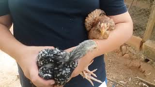 How to tell if a chicken is male or female screenshot 4