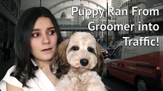 PUPPY SCARED OF THE GROOMERS: Cockapoo's grooming experience - part 1