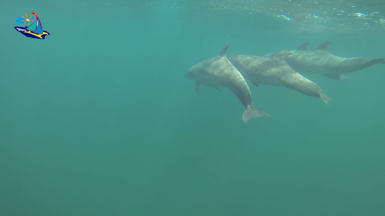 Swimming With Dolphins. VIP Catamaran
