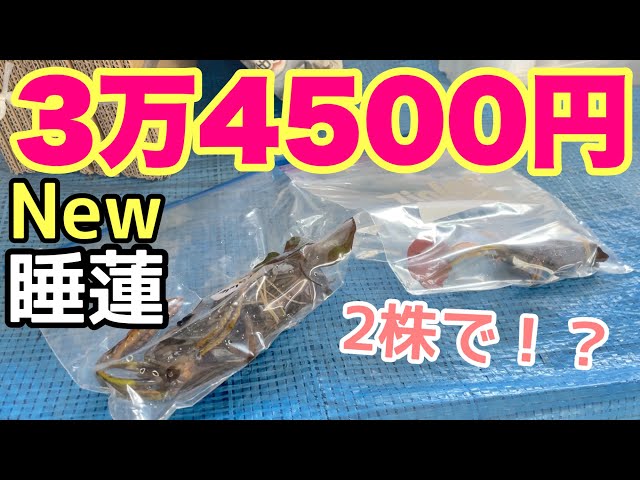 I bought two high-quality new water lilies worth 34,500 yen! I