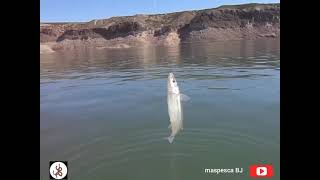 Pesca en Embalse Agua del Toro de Mendoza, Argentina