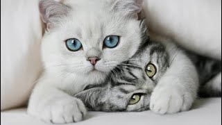 Discovering the Secret World of Cats! #wildlife #cat #wildliferescue #animals #naturedocumentary