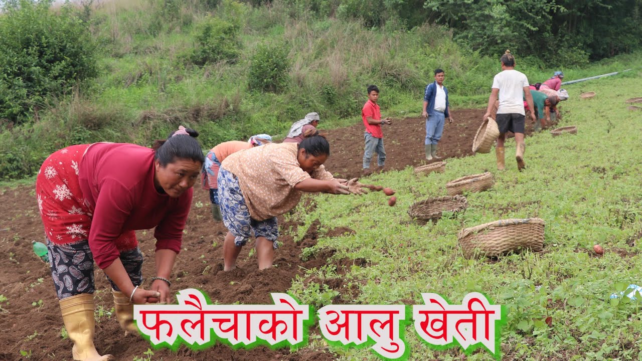 Nepalese way of potato farming। फलैचाकाे आलुखेती । our village life ...