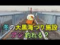 冬の大黒海づり施設でアジは釣れるのか?