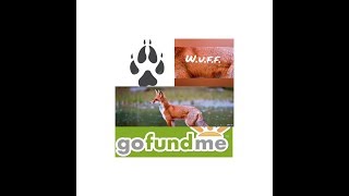 W.U.F.F WILD URBAN FOX FUND. Gofundme
