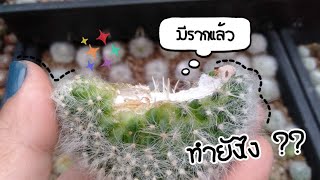 ชำหน่อรากมาง่าย โดยใช้หินภูเขาไฟ